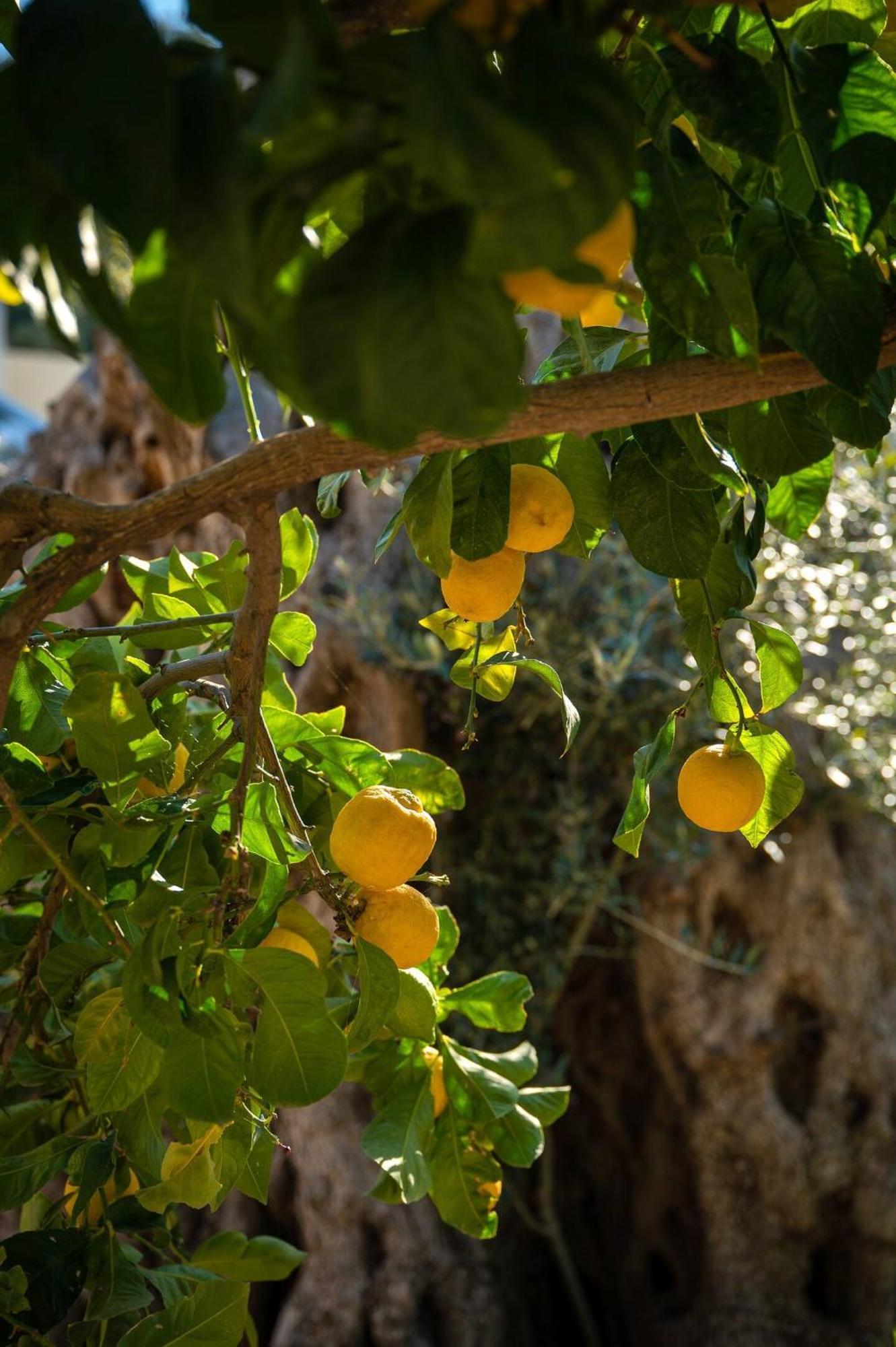 Physis Country House Near Matala Beach & Faistos Kouses Extérieur photo